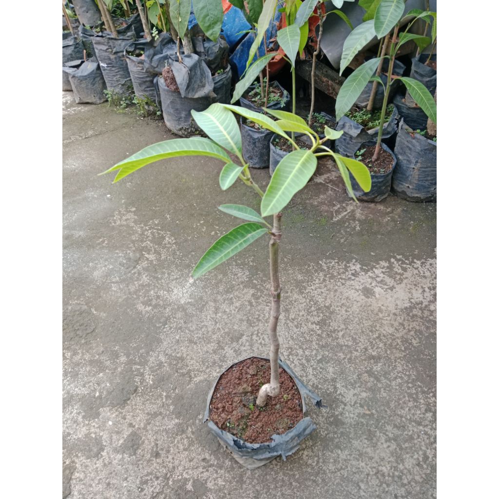 Bibit Mangga Kombinasi 2 in one