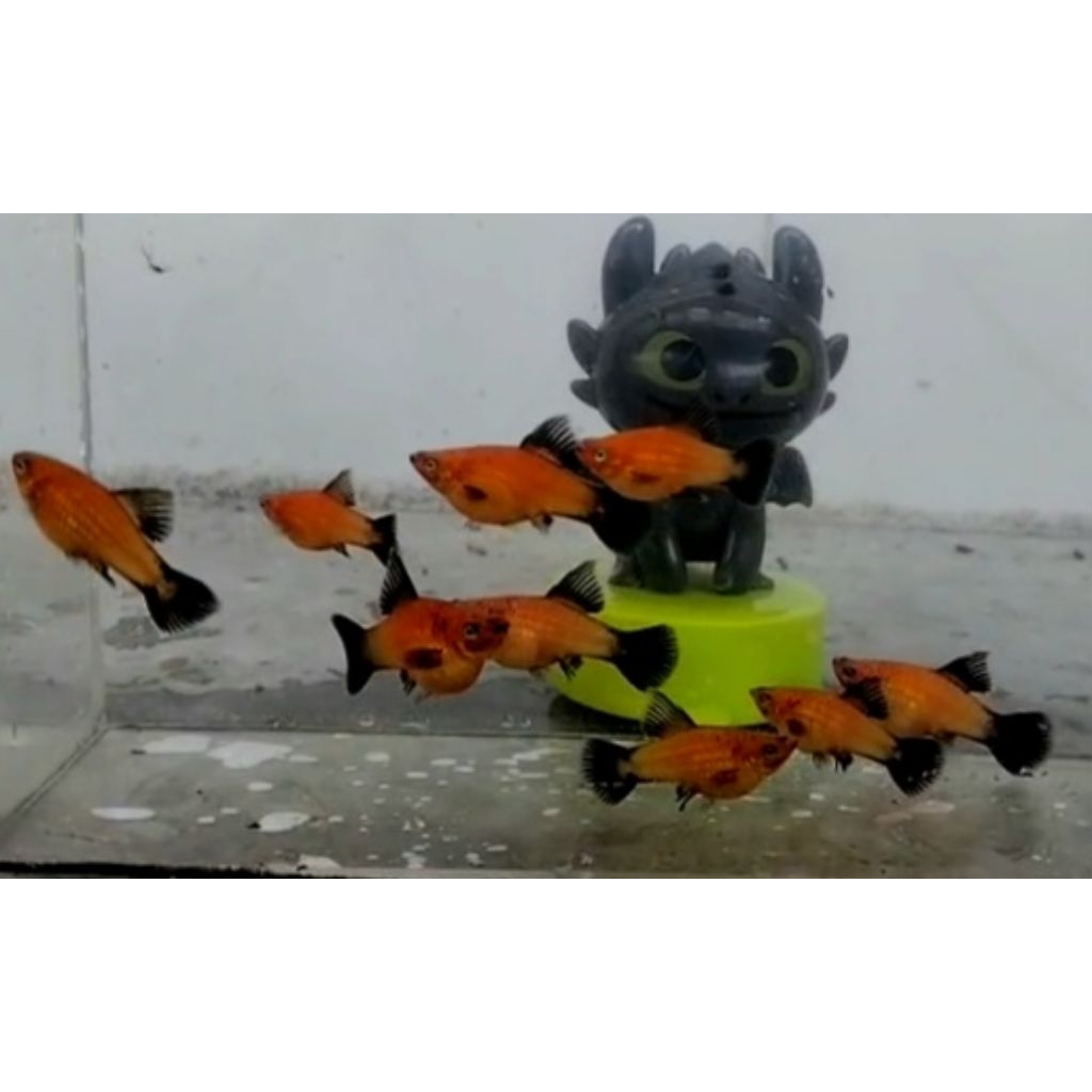 platy sunrise wagtail hifin.jenis yang masih jarang ada diindo