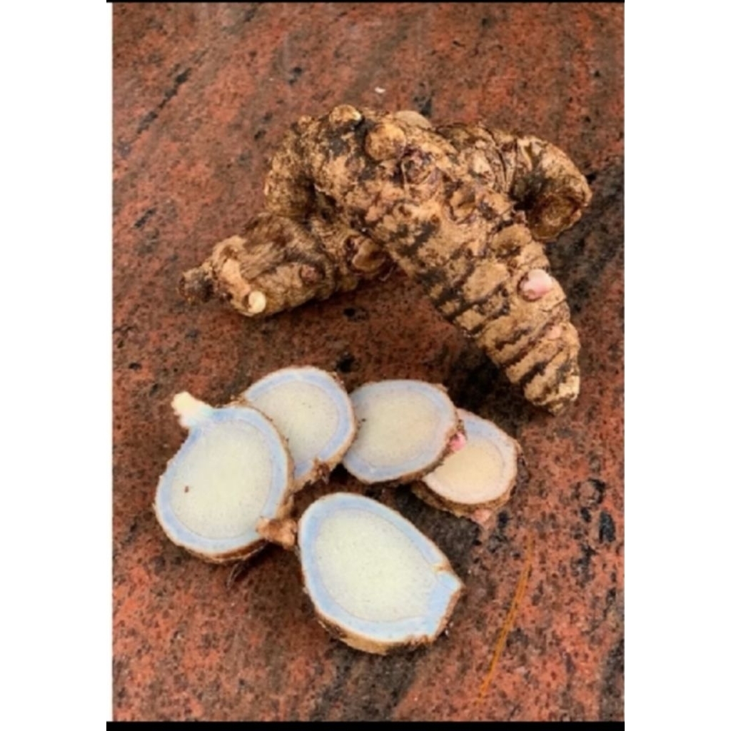 Temu Ireng Segar 1 Kg / Obat herbal Temu Hitam / temu Ireng / ubi temu hitam