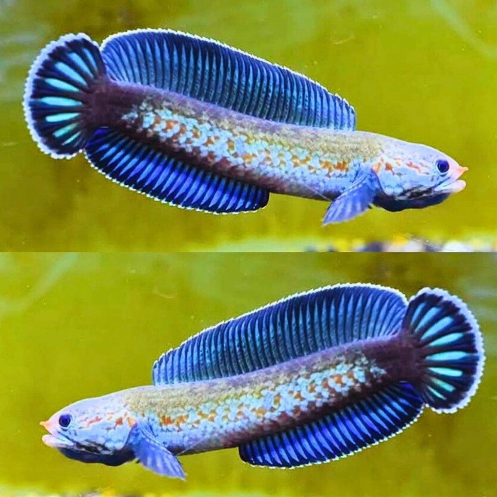 Ikan Channa Andrao Chana Blue Andrao