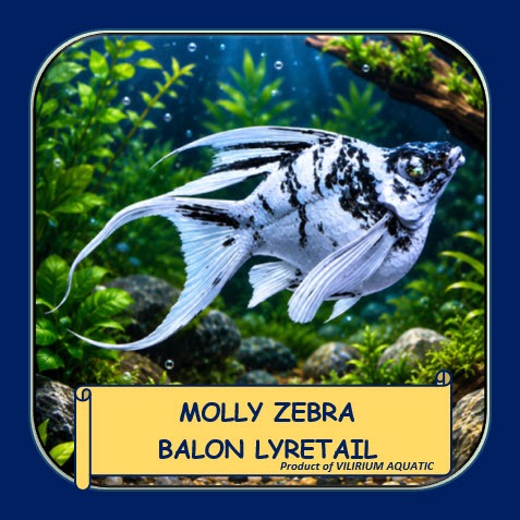 IKAN HIAS MOLLY ZEBRA BALON LYRETAIL | MOLLY ZEBRA LYRETAIL | IKAN MOLLY BALON