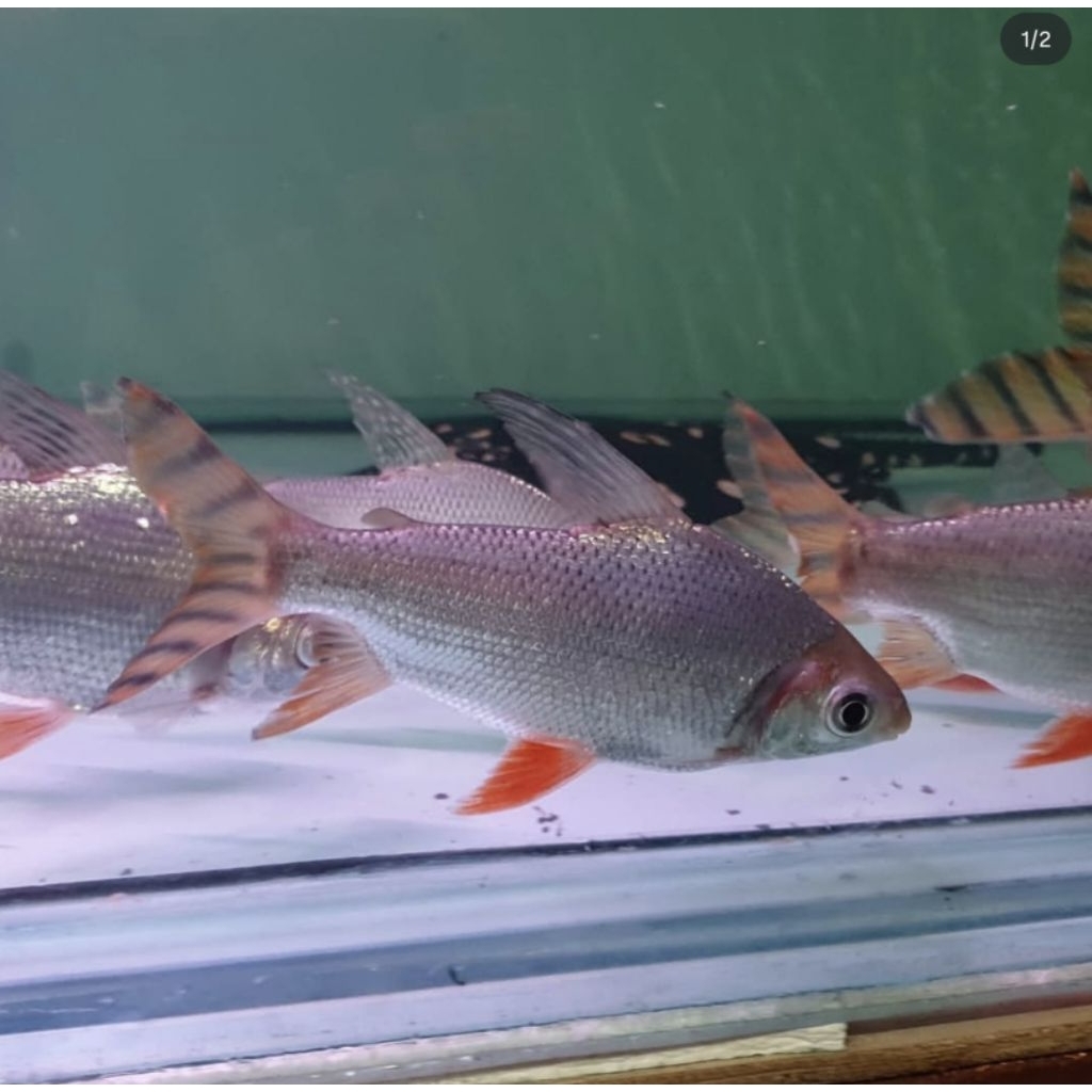 RED FEIFENG (RFF) / AMERICAN FLAGTAIL ALL SIZE 3-5 CM