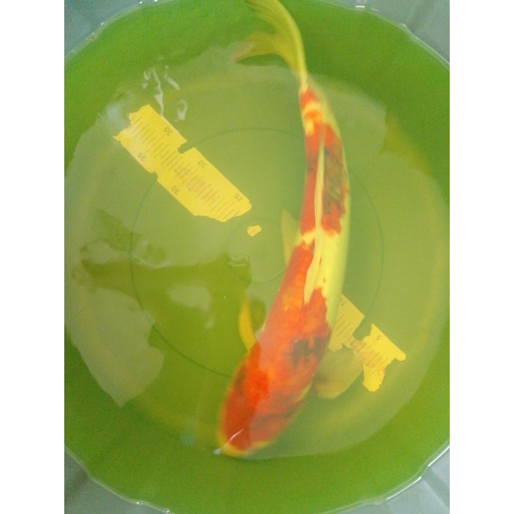 Ikan koi jenis Showa Doitsu 43cm jantan
