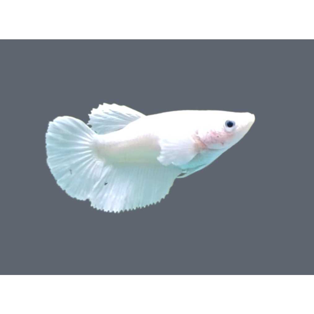 HALFMOON WP + HM WHITE PLATINUM BETINA GRADE A+