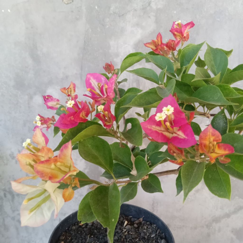 Bougenville Sufia Indiana ( Real Pict )