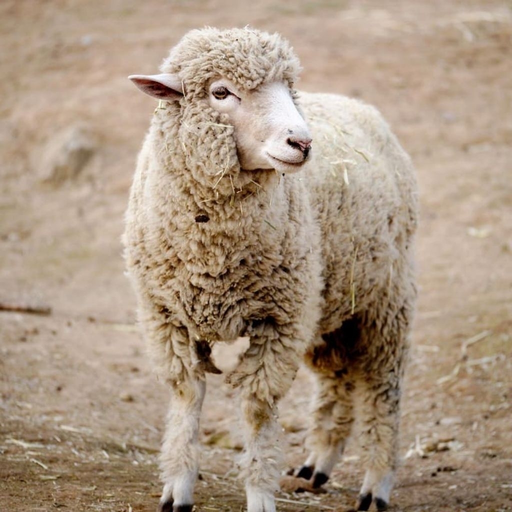 domba merino