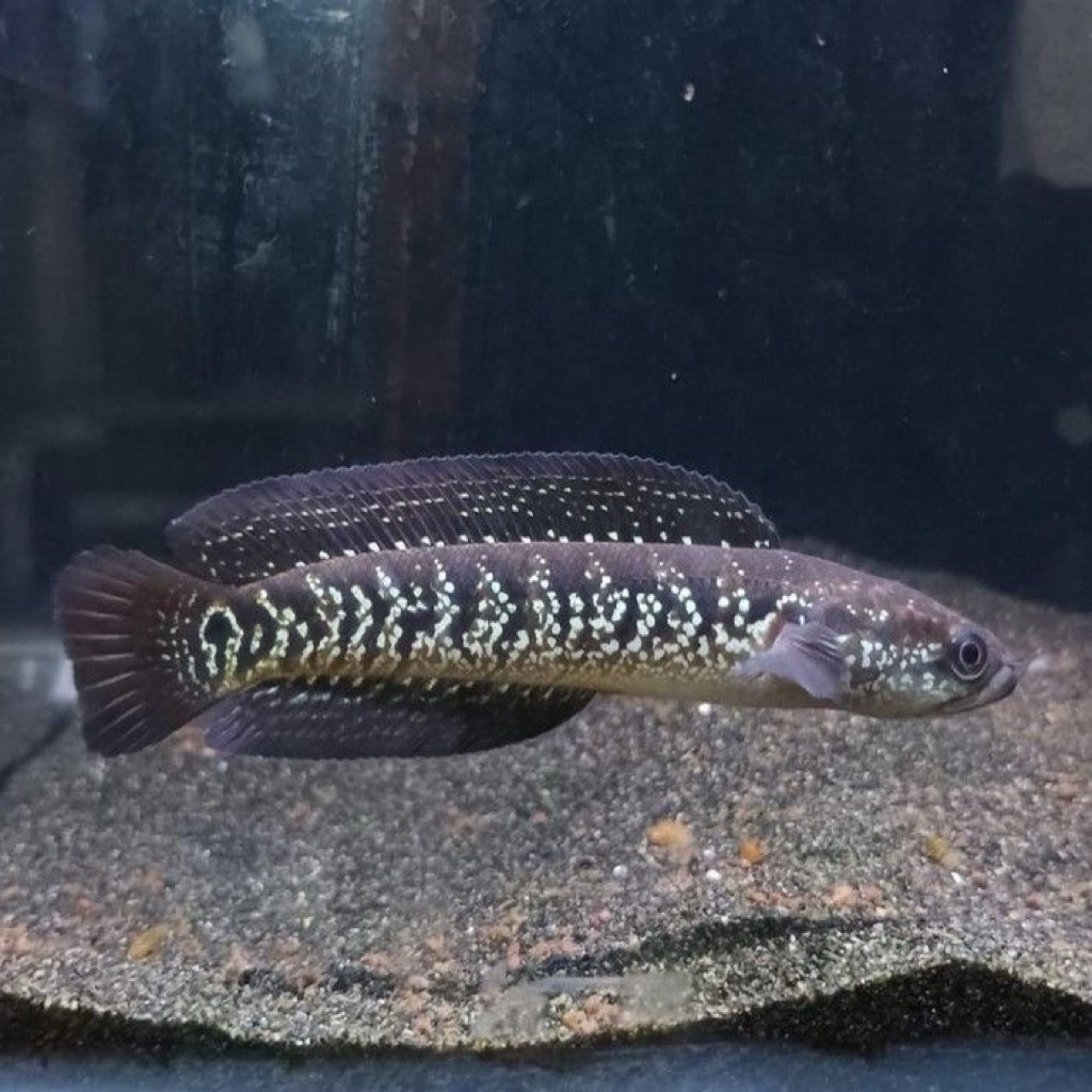 Ikan Channa Asiatica Ws Full Mutiara Gondrong 8-10 cm
