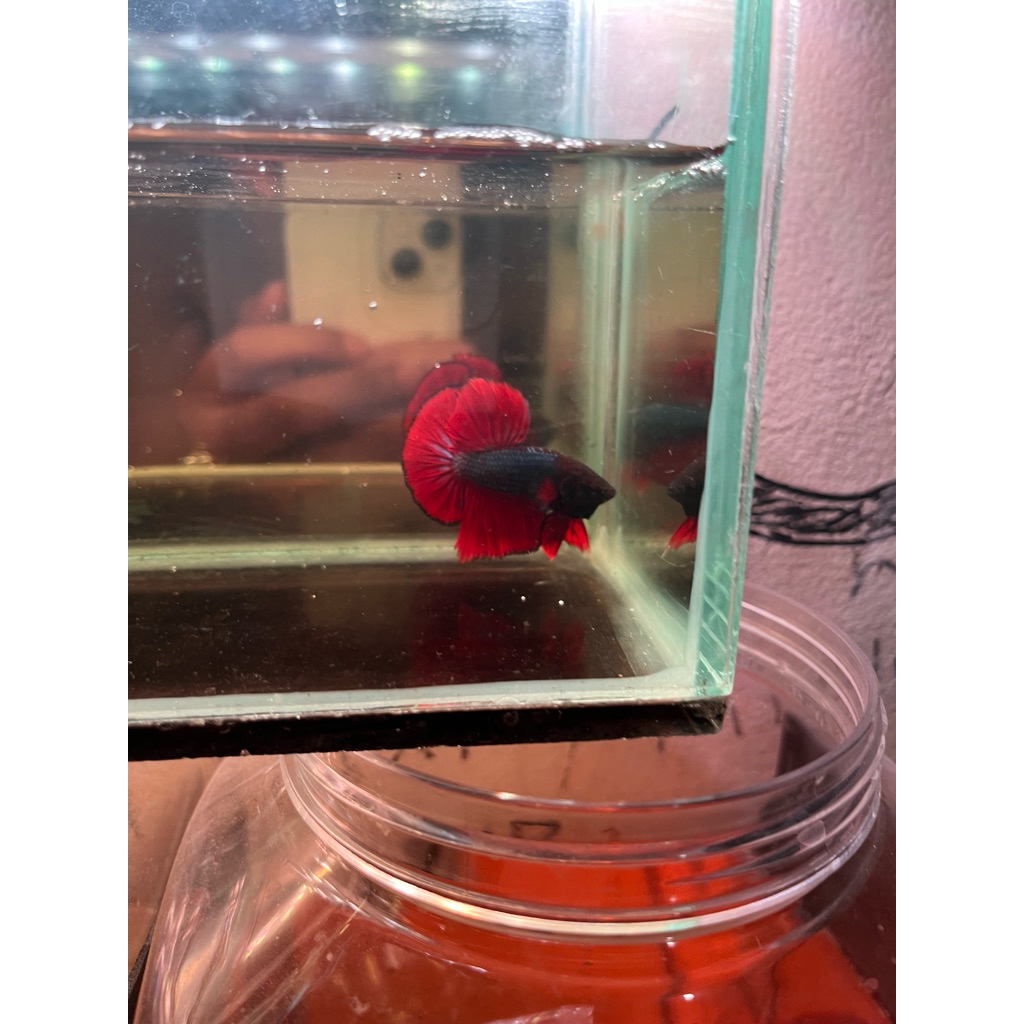 ikan cupang hmpk