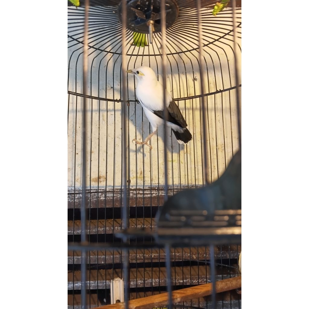 jalak putih burja gacor