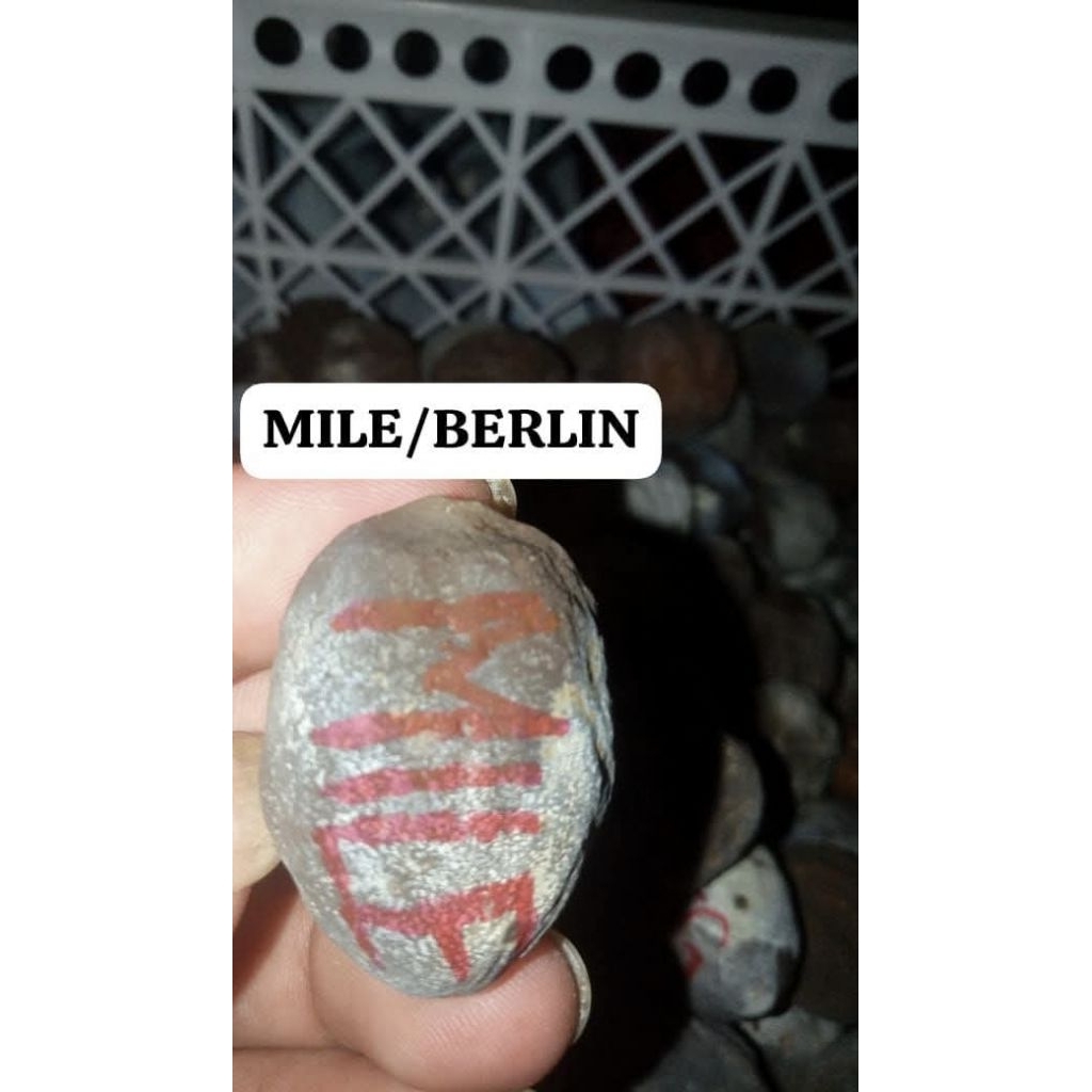 BIBIT MUNCANG JAYANTI MILENIAL ORI DAMPA/BETINA FULL TUA