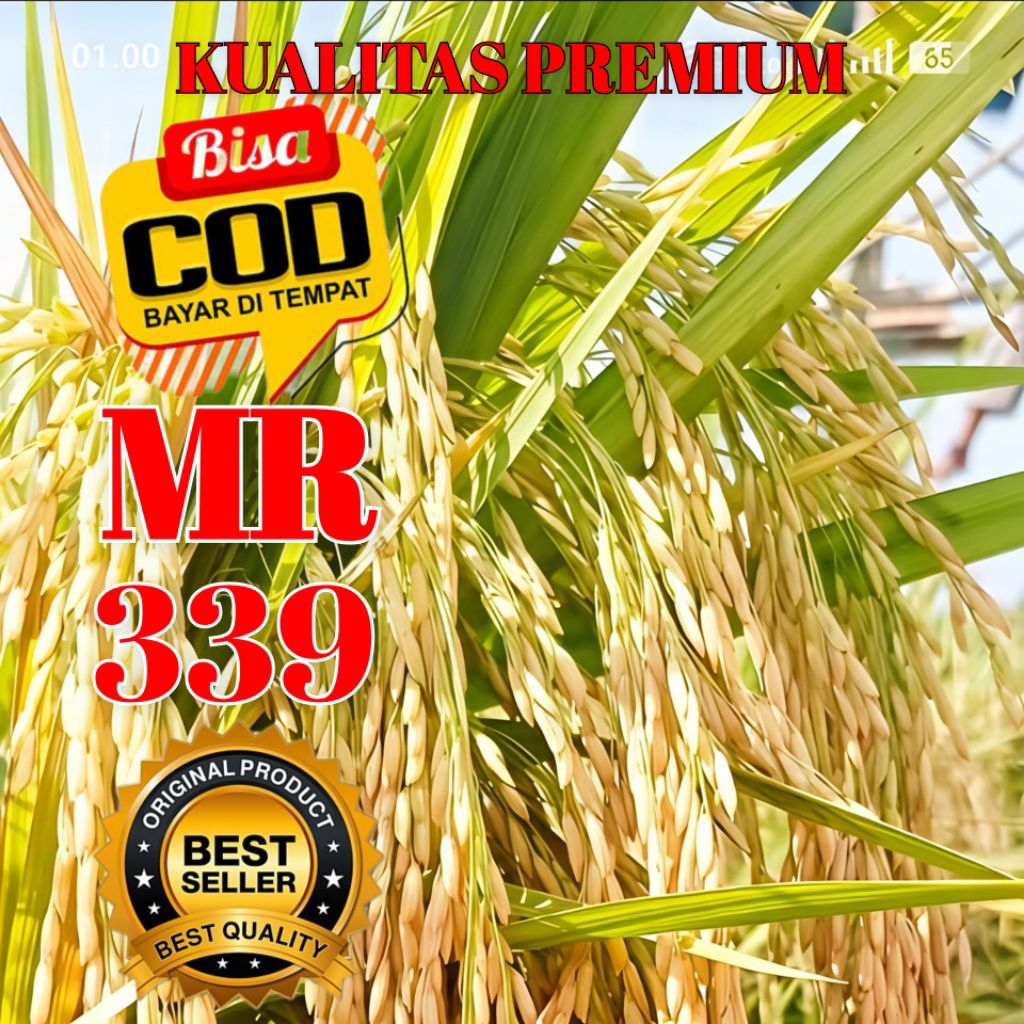 BIBIT BENIH PADI MR 339 ORIGINAL PAKET 15 KG