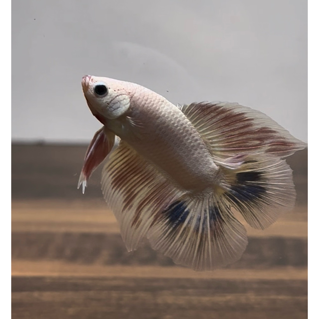 cupang halfmoon double tail hmdt FLAMINGO GRADE A++