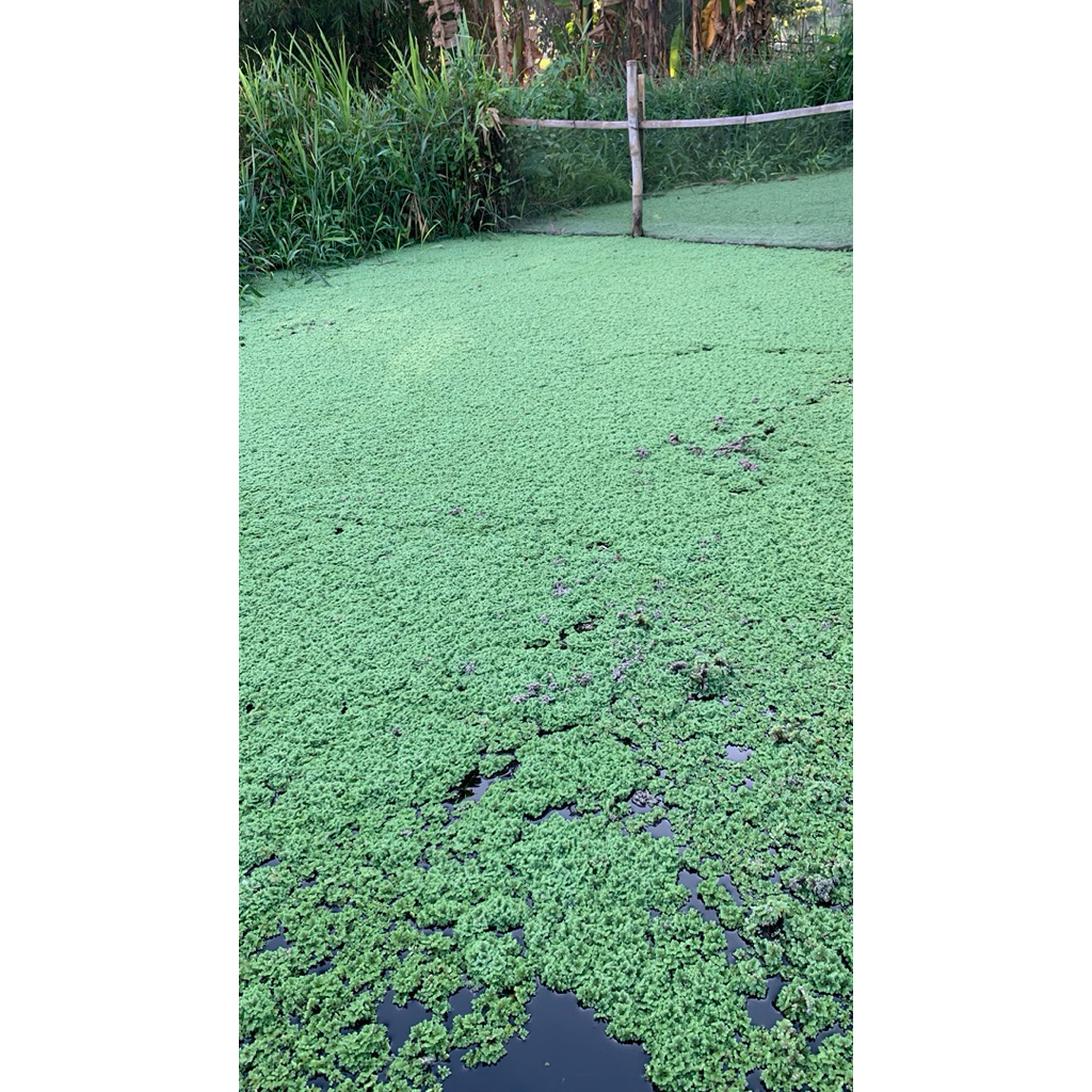 azolla microphylla