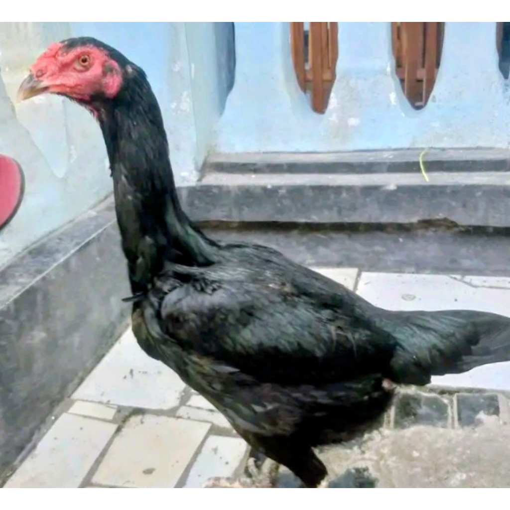 ayam Bangkok betina sudah bertelur