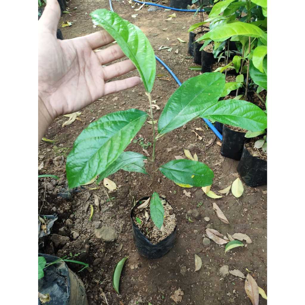 Bibit pohon kayu ki menyan - pohon kemenyan - styrax benzoin