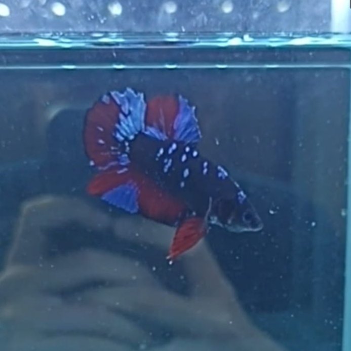 Ikan Cupang Plakat Avatar Gordon Galaxy Jantan Real Pict Sehat