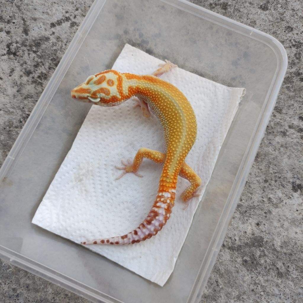 MAINAN ANAK GECKO DEWASA_APTOR RS MALE
