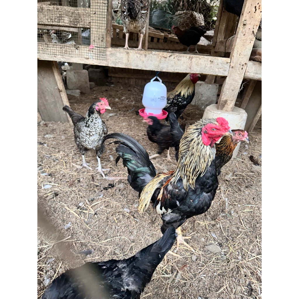 Indukan Ayam KUB 2 Sudah Bertelur