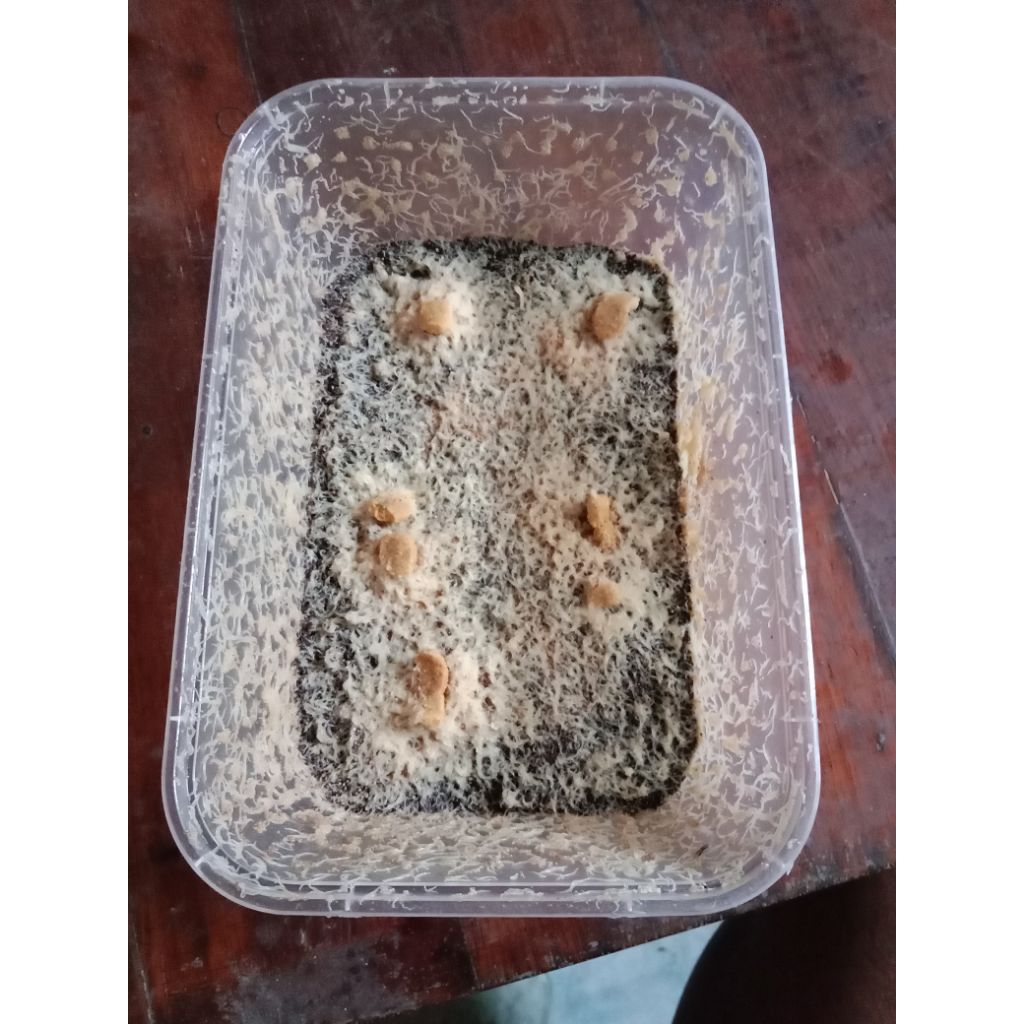 cacing grindal worm