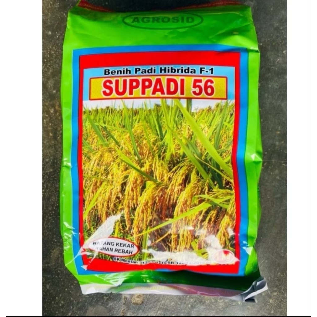 (2kg) BENIH BIBIT PADI SUPPADI 56 ORIGINAL 100% SUPER BERKUALITAS
