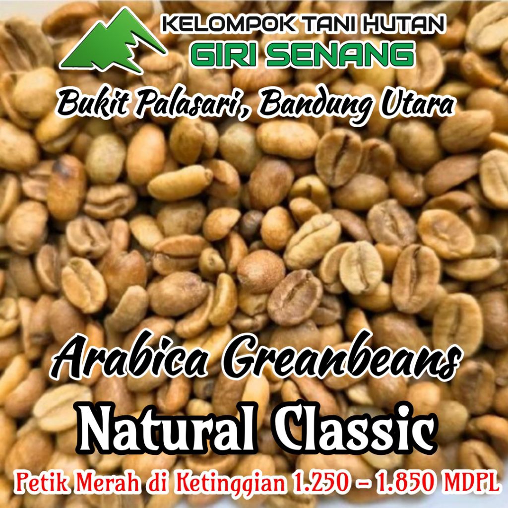 Green Bean Kopi Arabika Java Preanger Natural Classic Bandung Utara