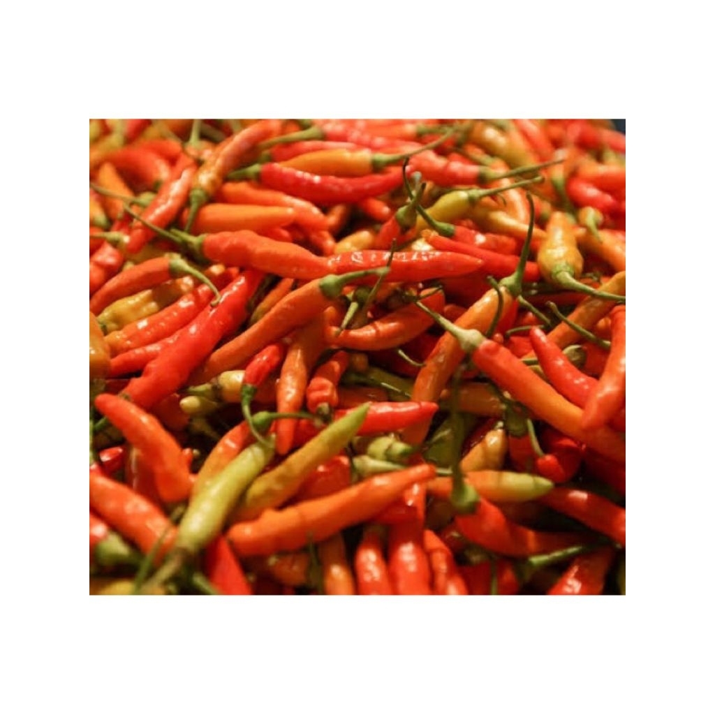 cabe rawit/cabe setan/cabe asmoro/cabe ori/cabe pedas
