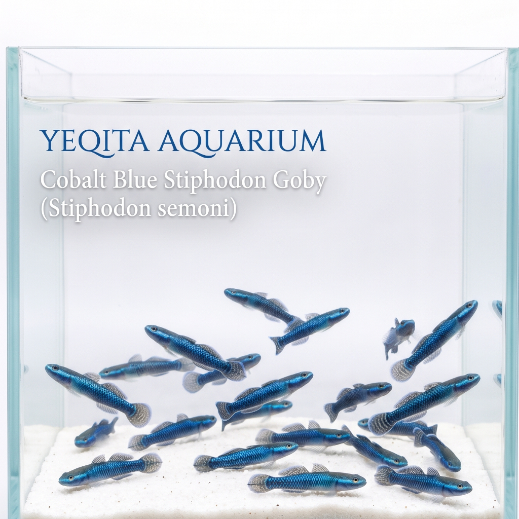 Ikan hias Neon blue algae goby - Stiphodon atropurpureus