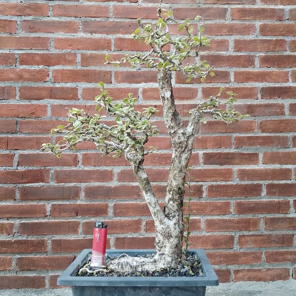 Bonsai medium hokiantea lokal
