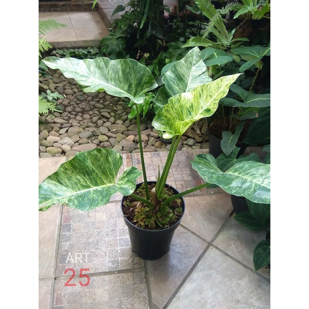 Philodendron Giganteum Marble Variegata | Philo Marbel Varigata | Real Picture