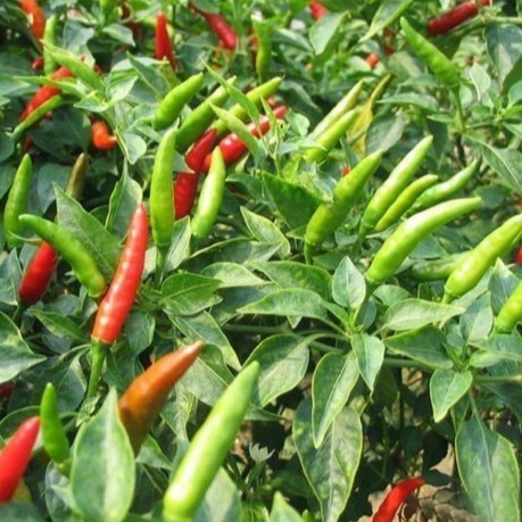 500++ Biji Benih Cabe Rawit lokal Siramos