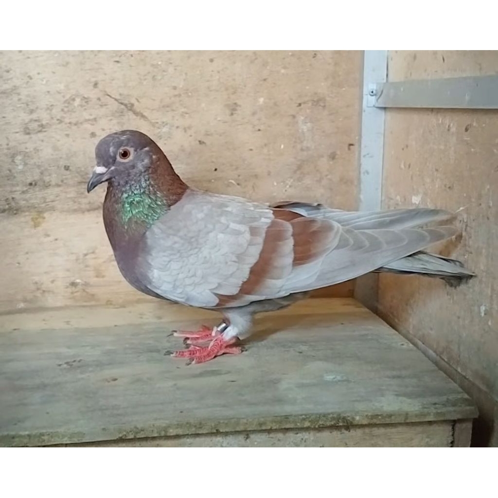 Merpati betina pacek Anak Calista original