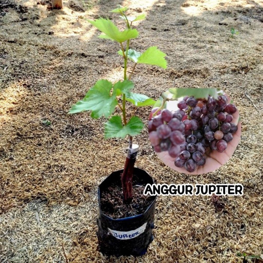 (ORI) Bibit tanaman buah anggur jupiter - bibit anggur jupiter - anggur jupiter - bibit pohon anggur