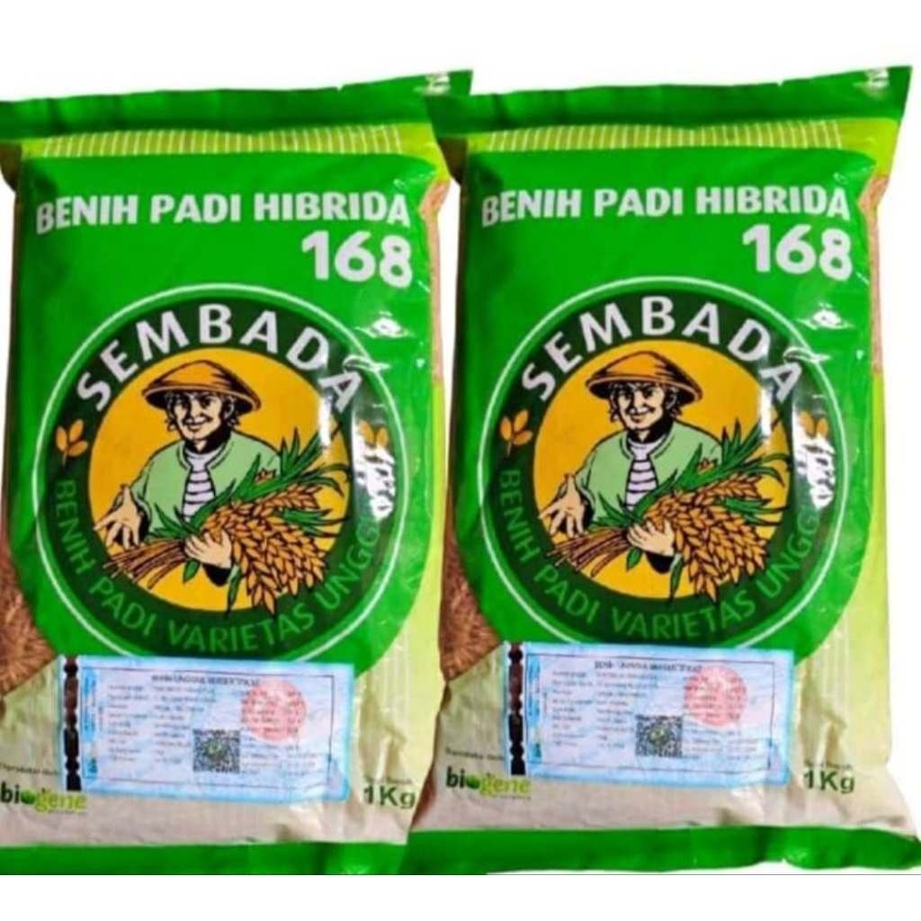 BENIH PADI HIBRIDA SEMBADA 168 ORIGINAL