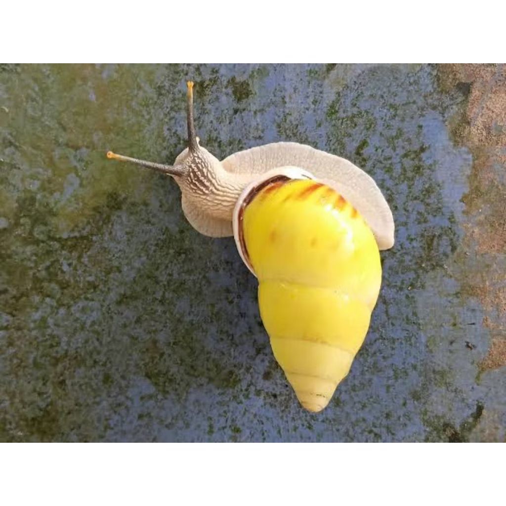 bekicot kuning hidup