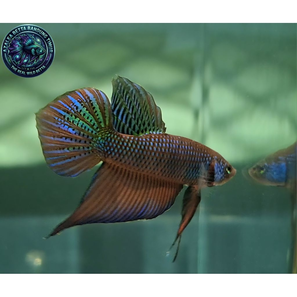 Wild Betta Smaragdina Guitar Lime Green Spade Tail Size M
