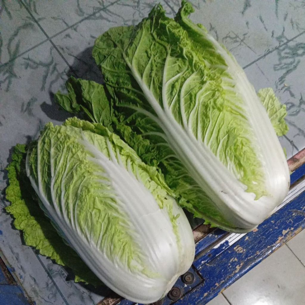 Sawi Putih Segar