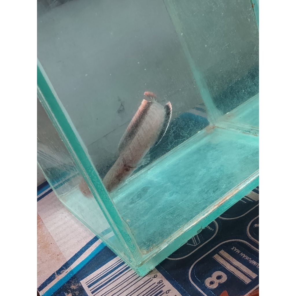 channa limbata cb single tank