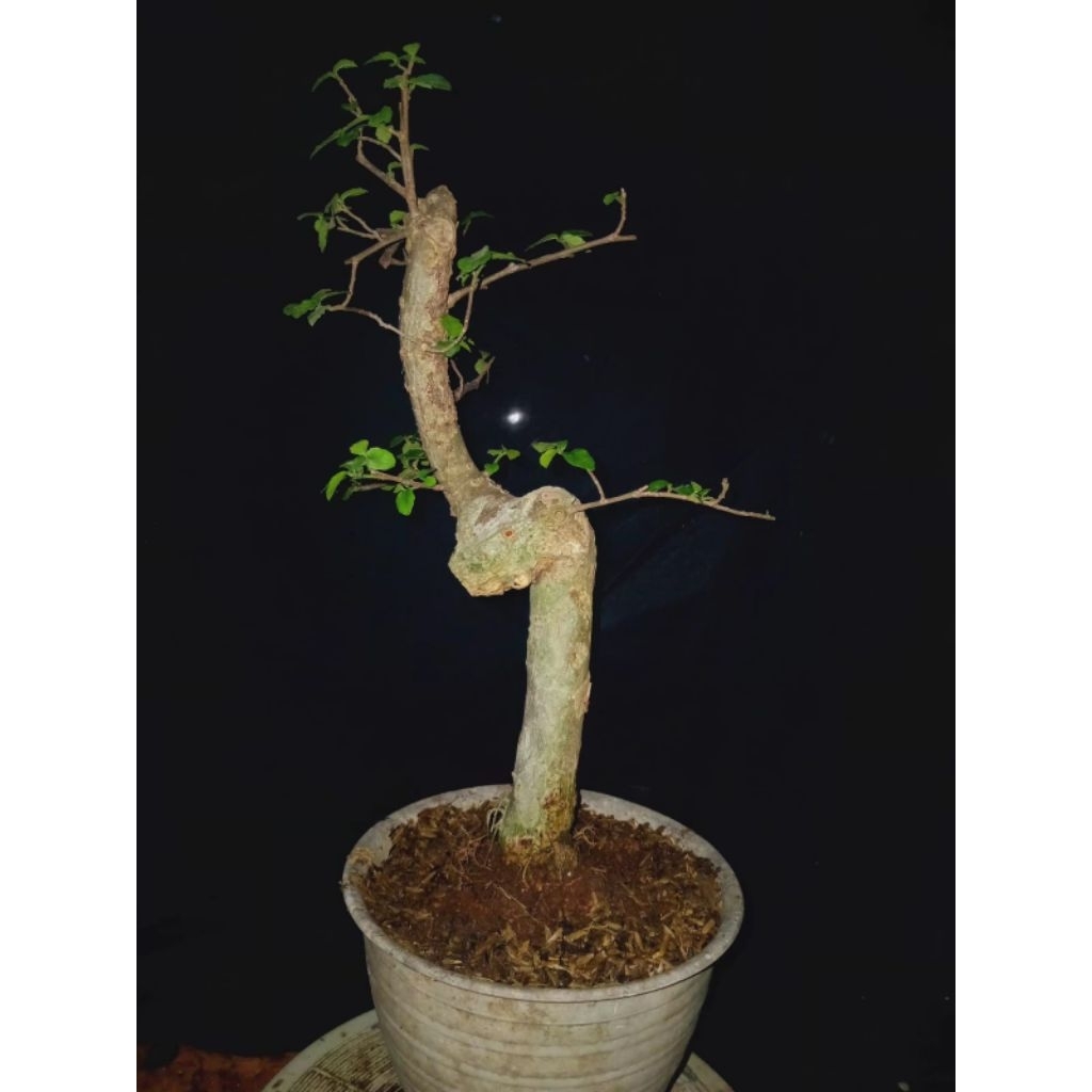 Bonsai serut small gratis pot, real pict