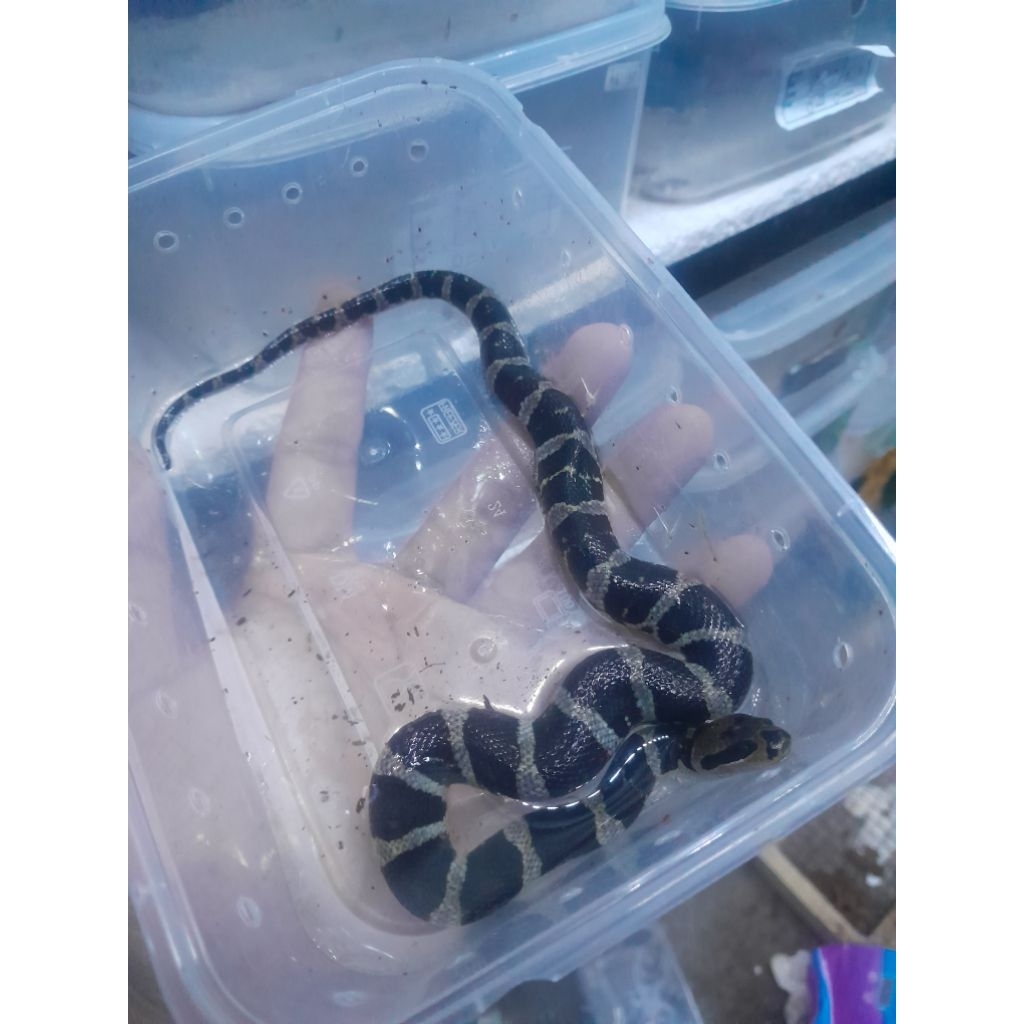 display ular kadut homalopsis buccata  promo kadut belang