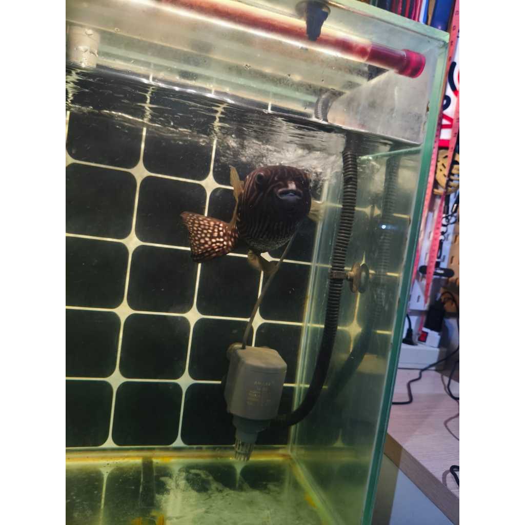 Buntal Retic Reticulata Puffer Full Air Tawar Size Besar Jumbo