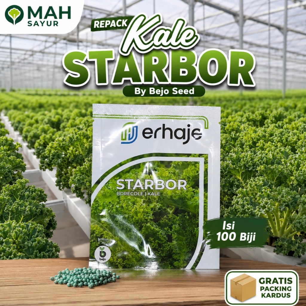 [REPACK-100] Benih Kale Curly STARBOR Borecole Kale Bejo Seeds Isi 100 Seeds