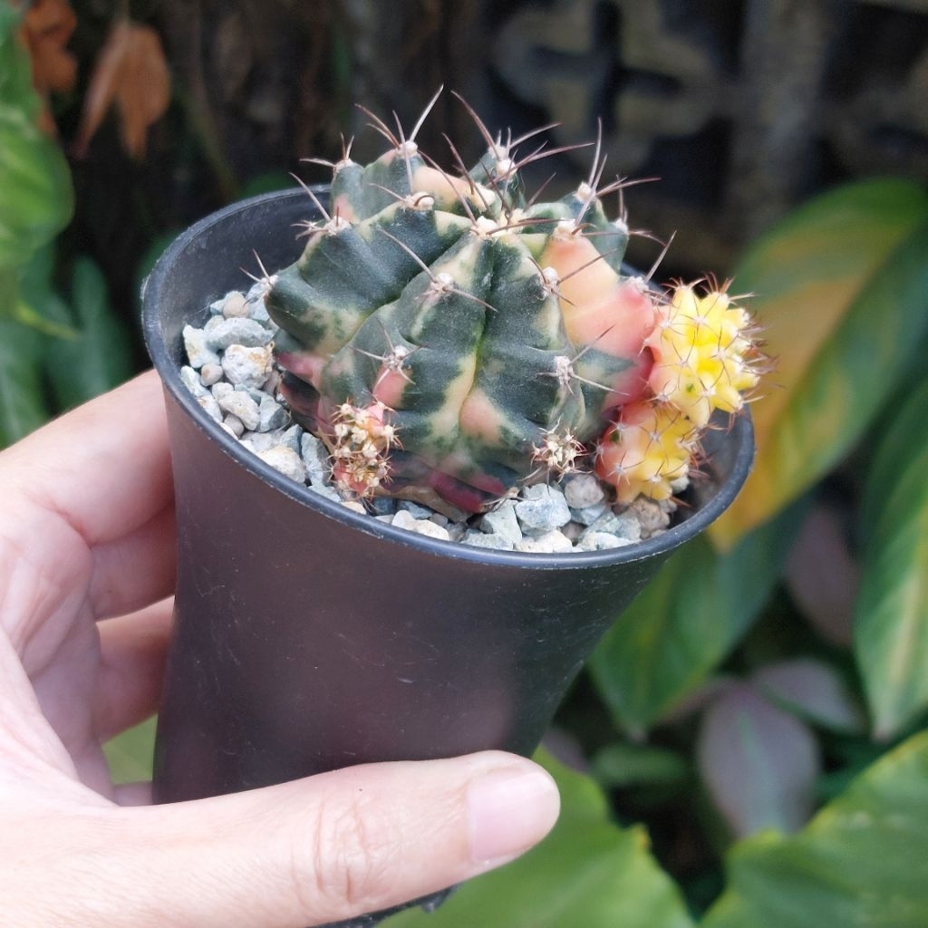 Gymno Gymnocalycium Miha Varigata K3 1 Set Pot