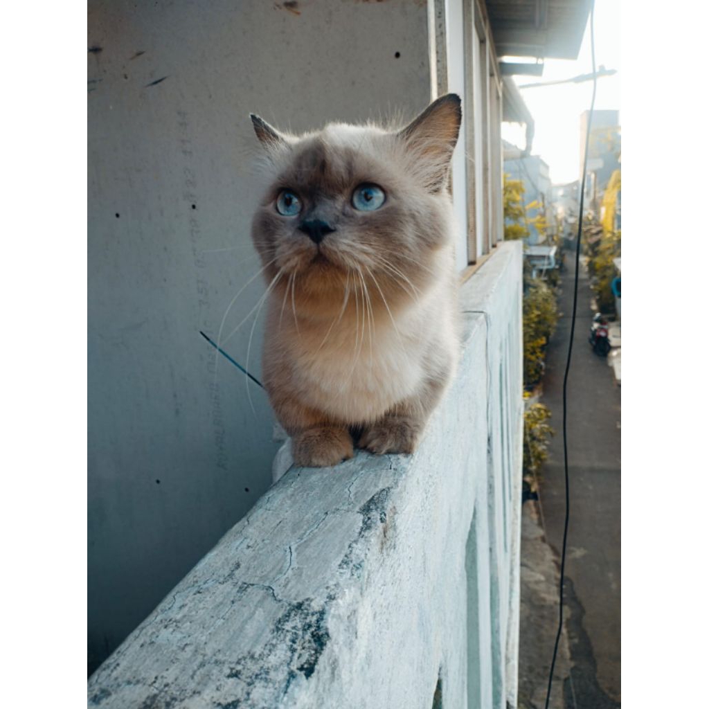 kucing Munchkin cebol super gemoy jantan hobby kawin