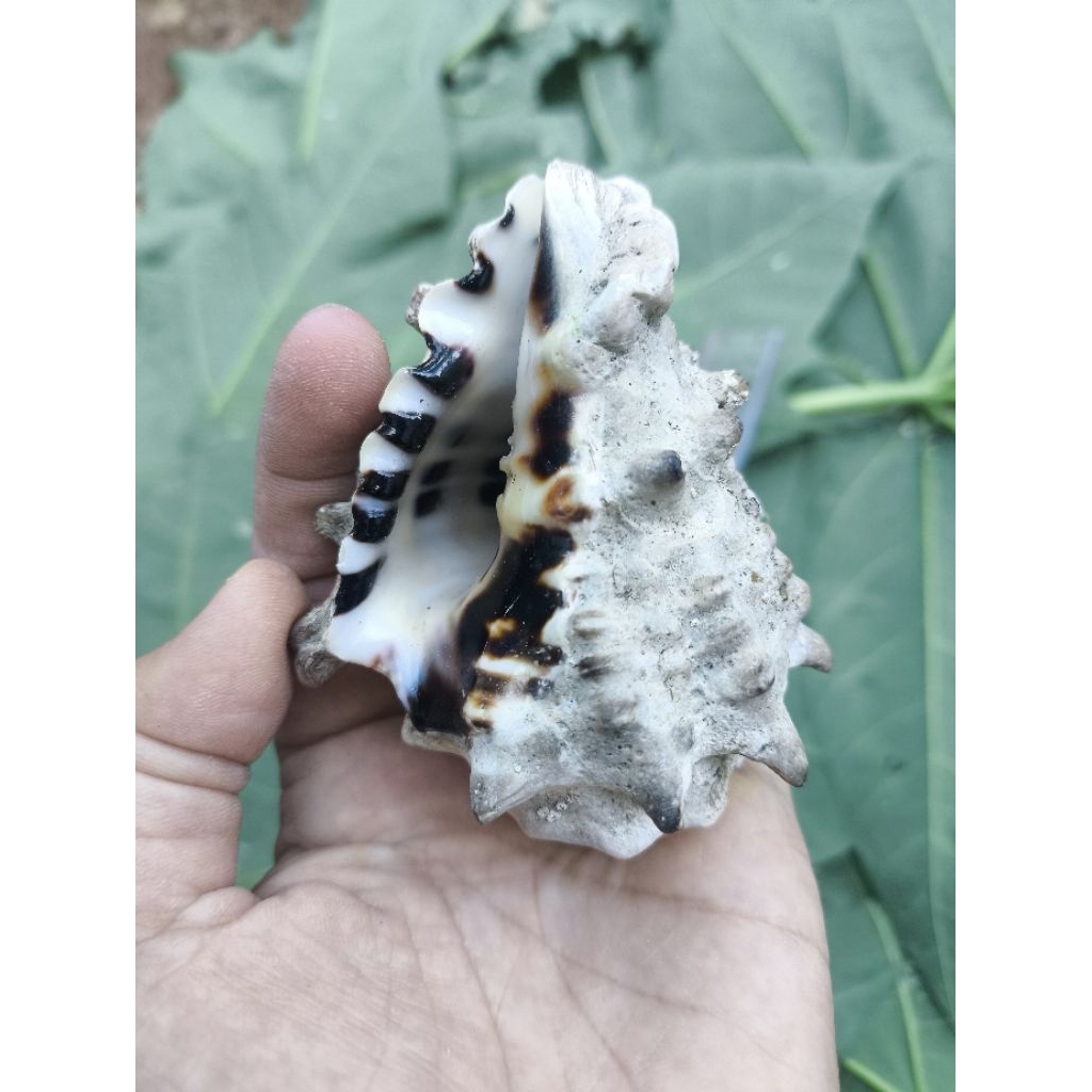 Cangkang Siput Laut Vasum turbinellus