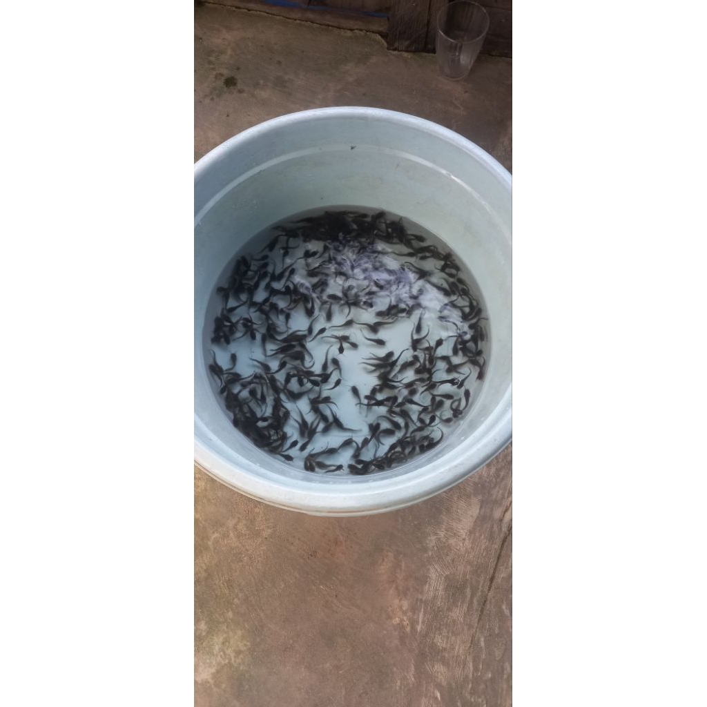 bibit ikan lele
