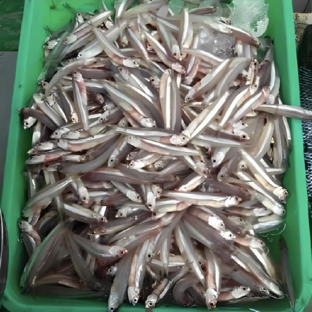teri basah. teri medan. teri segar frozen tanpa formalin