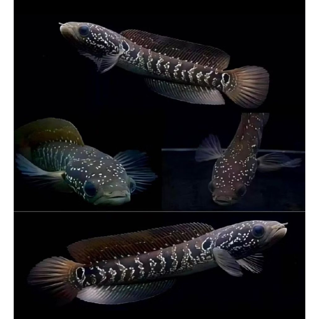 CHANA ASIATICA WS -+15CM