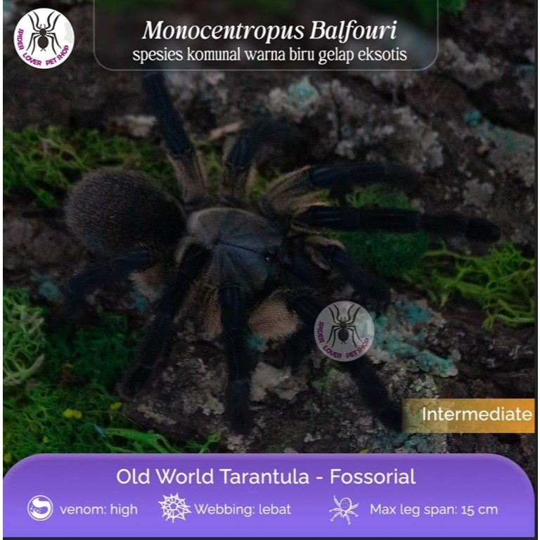 Monocentropus balfouri / Socotra Island Blue Baboon Adult Female Tarantula