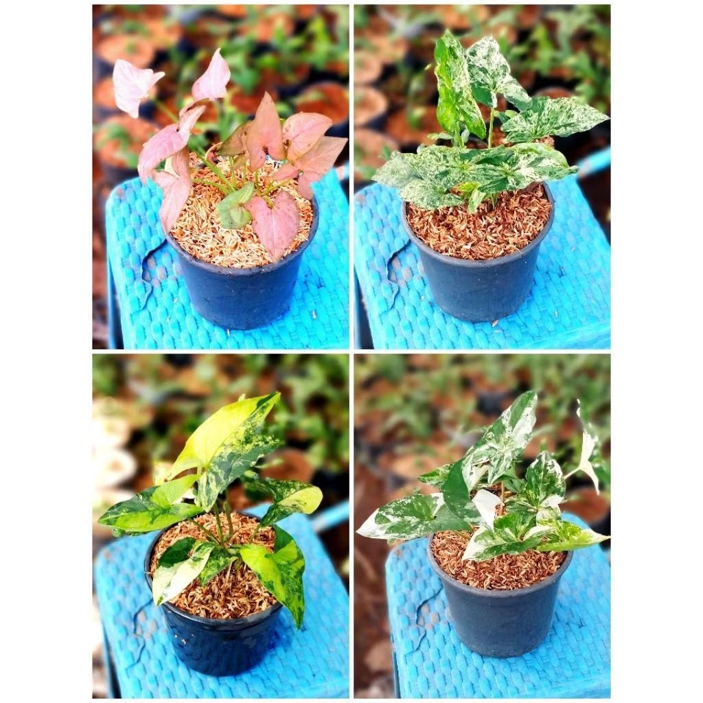 Paket 4 Varian Bunga Syngonium/Syngonium Albo-Syngonium Yellow-Syngonium Mojito-Syngonium Pink