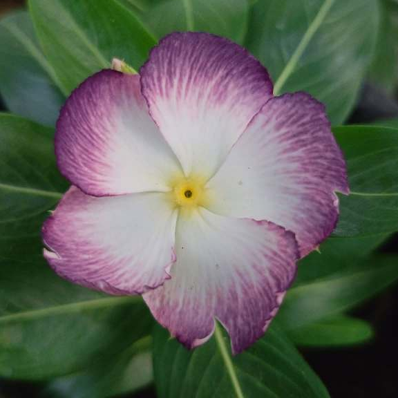 T23 BIJI BENIH VINCA TEGAK NINGRUM WHITE SPLASH fresh seed